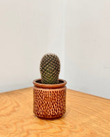 Honeycomb Ceramic Pot - Plant Daddy