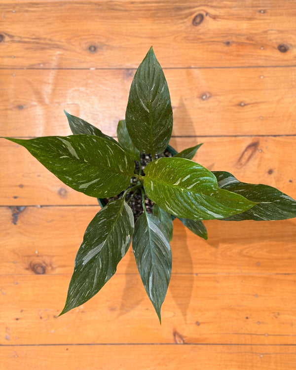 Spathiphyllum ‘Jet Diamond’ - Plant Daddy