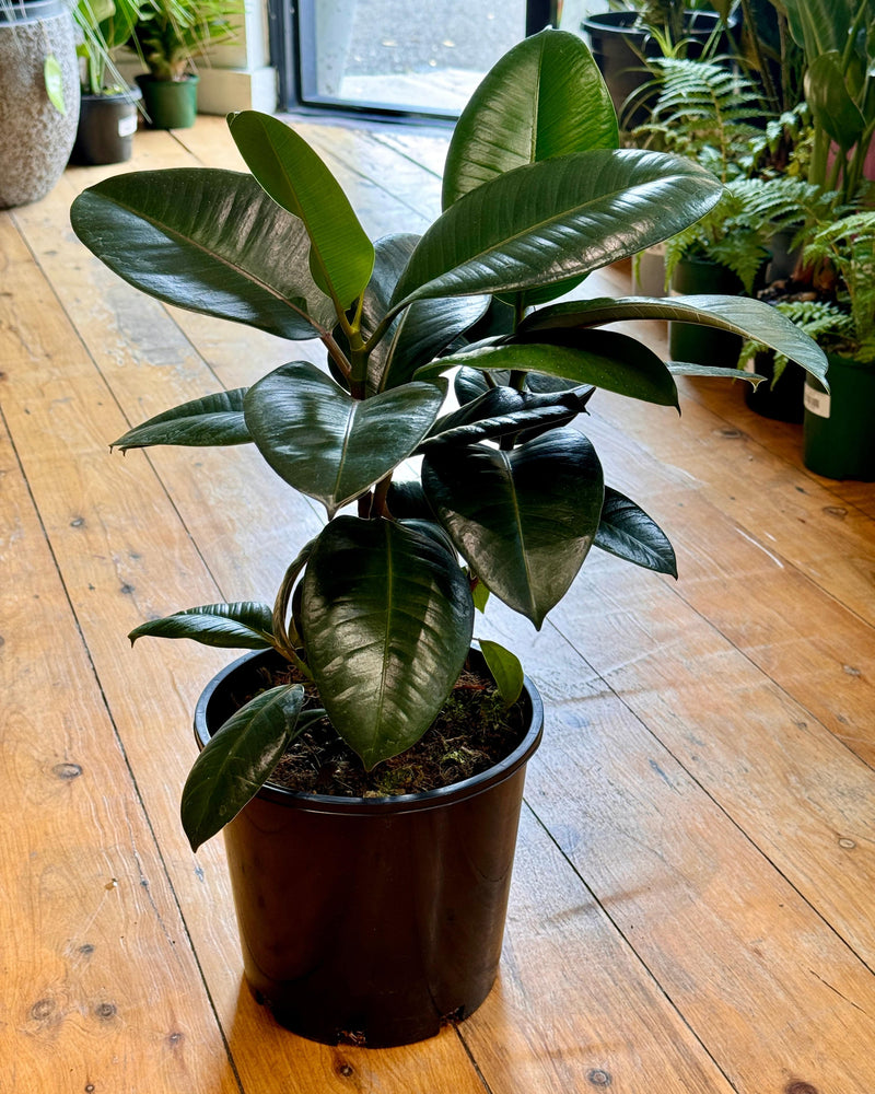 Ficus elastica ‘Robusta’