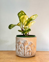 Foraged Stone Pot - Plant Daddy