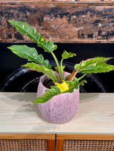 Crete Terrazzo Planter Pot