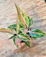 Aglaonema ‘Firework' - Plant Daddy