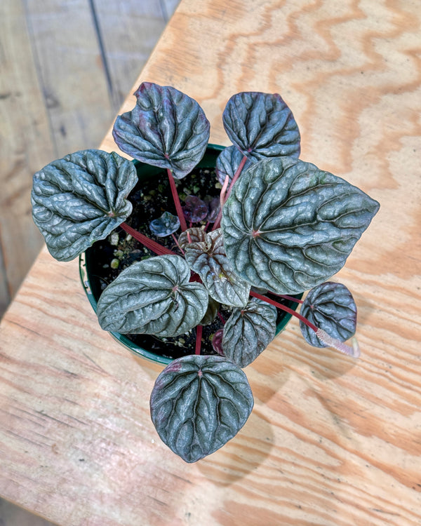 Peperomia Burgundy Ripple