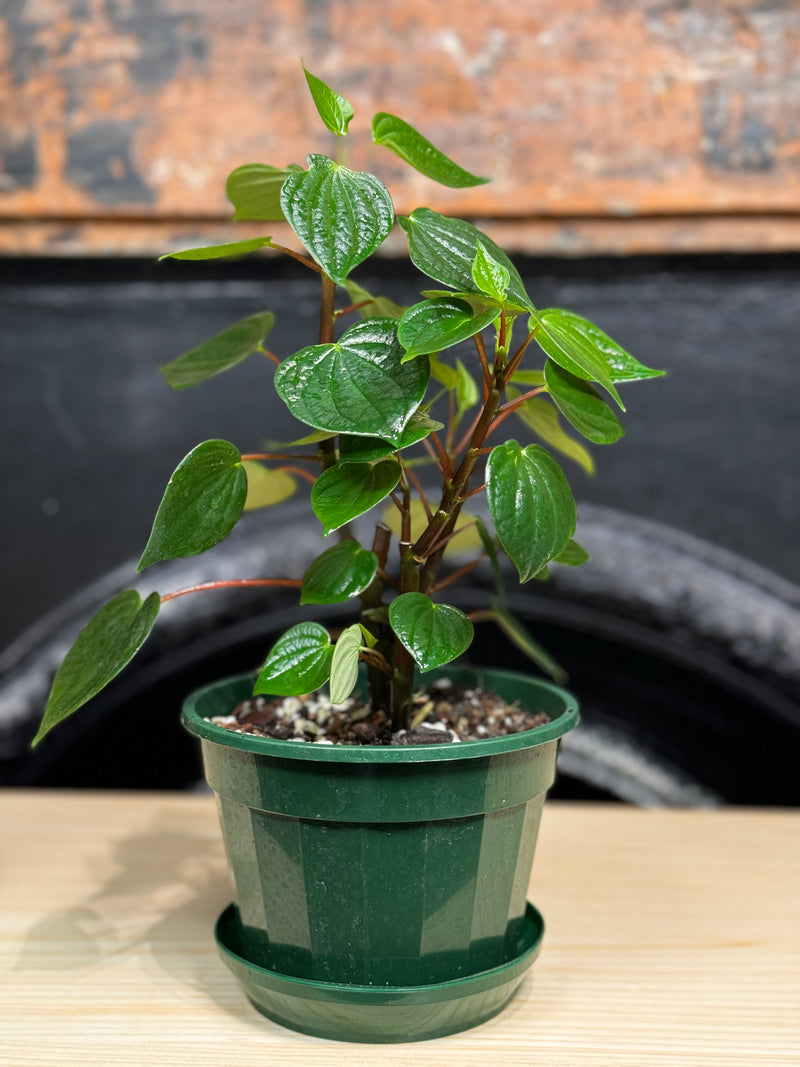 Peperomia meridiana