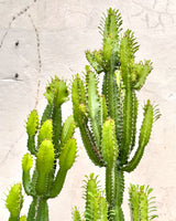 Euphorbia Acrurensis 'Cowboy Cactus'