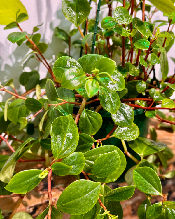 Peperomia cubensis