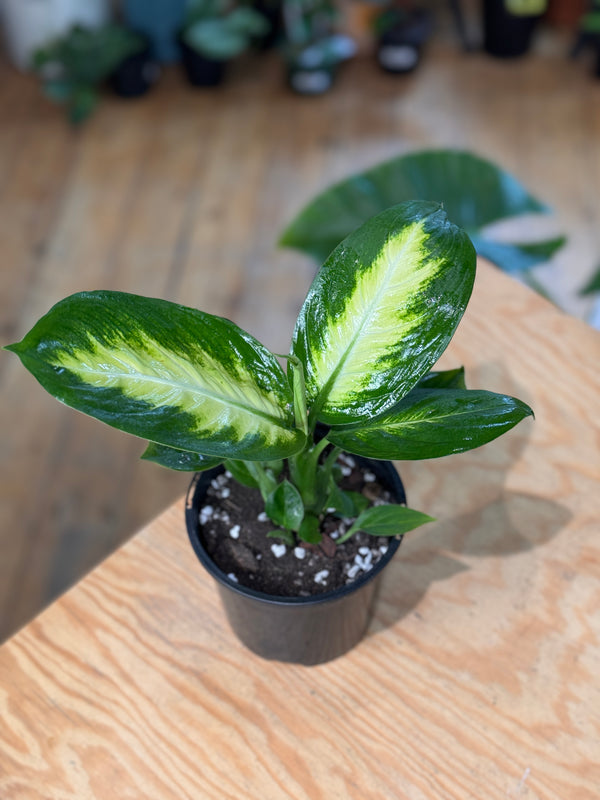 Dieffenbachia Tropic Marianne (Dumb Cane Plant)