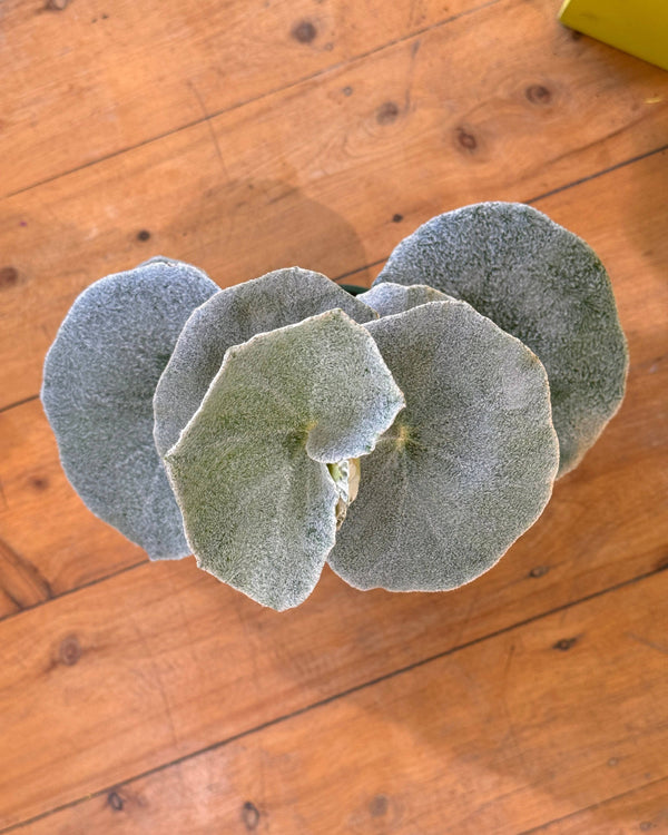 Begonia venosa