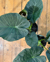 Alocasia regal shield