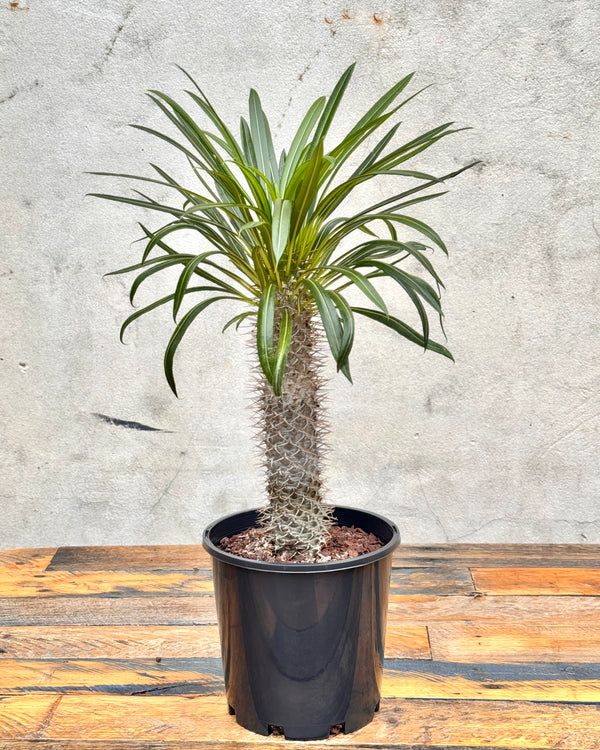 Pachypodium lamerei (Madagascar palm)