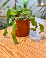Epiphyllum guatemalense montrose (Curly Sue) - Plant Daddy