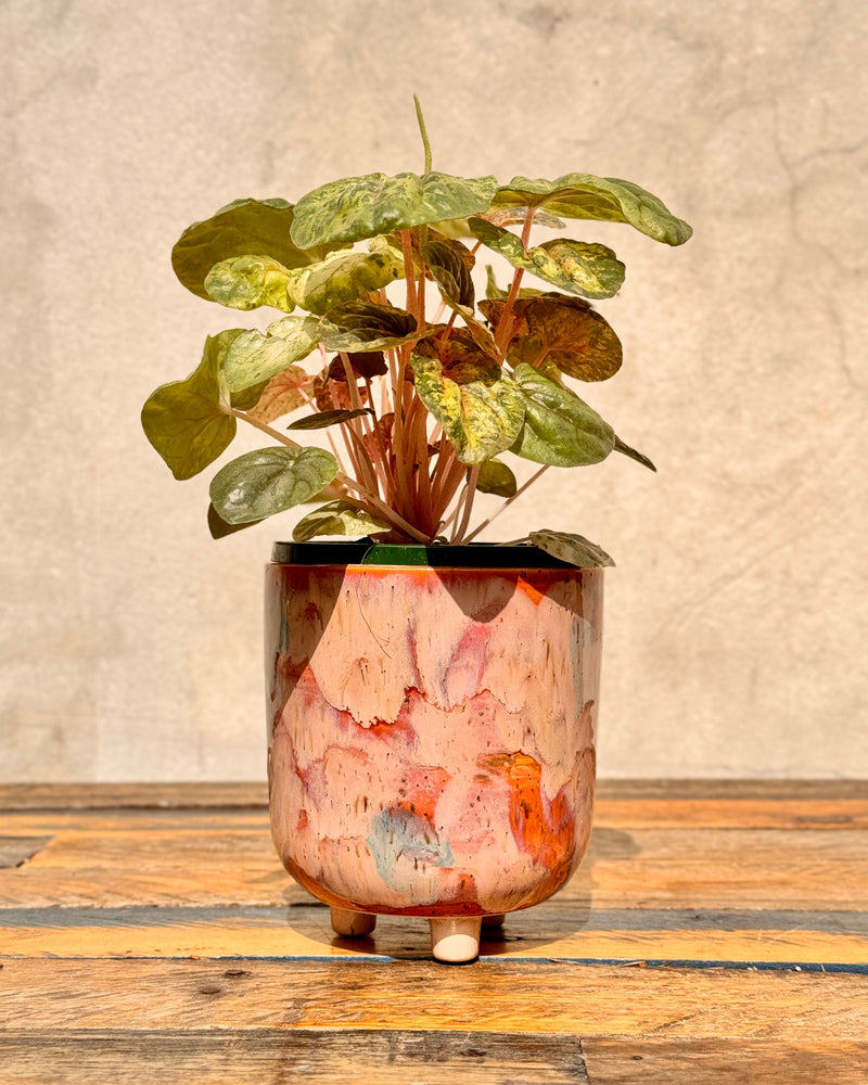 Arté Ceramic Planter - Plant Daddy