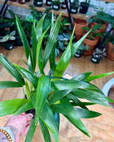 Howea forsteriana (Kentia Palm) - Plant Daddy