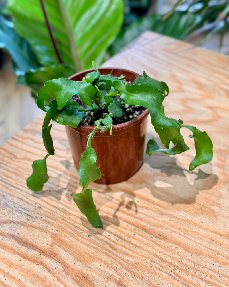 Epiphyllum guatemalense montrose (Curly Sue) - Plant Daddy