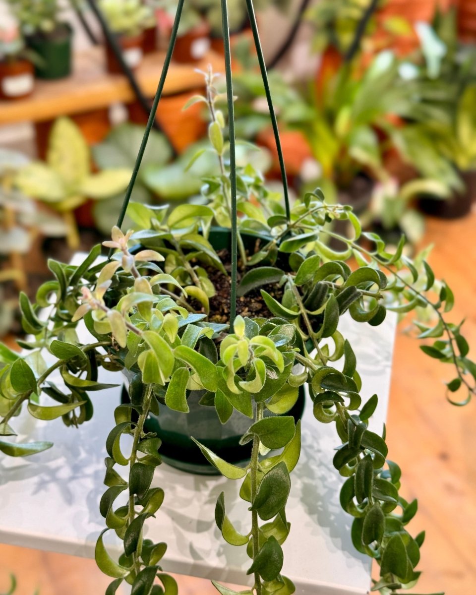 curly hanging plant Aeschynanthus 'Curly' – Unique Lipstick Plant