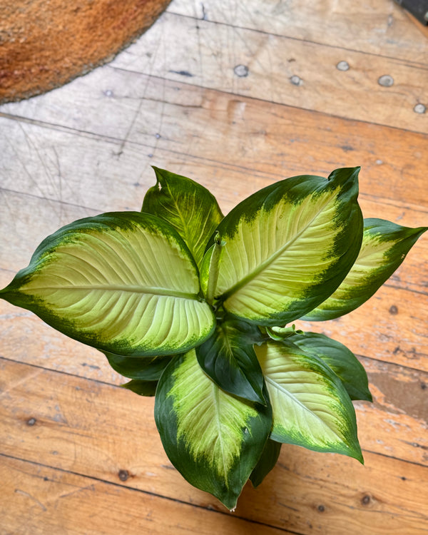 Dieffenbachia ‘Tropic Marianne’ (Dumb Cane) - Plant Daddy