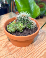 Terra Succulent Mini Garden