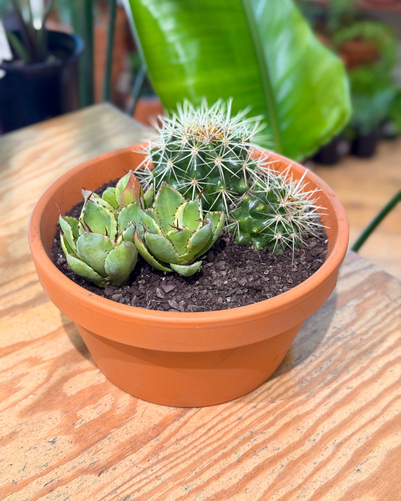 Terra Succulent Mini Garden