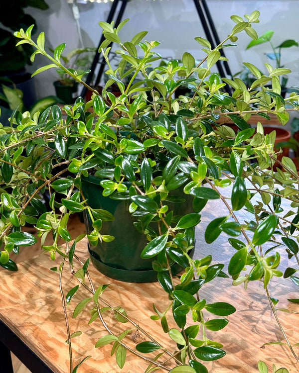 Nematanthus gregarius (Gold Fish Plant)