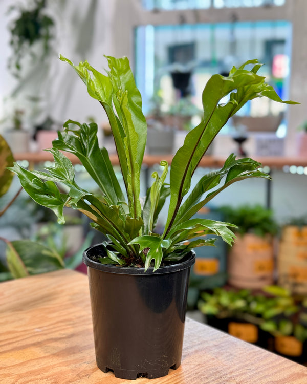 Asplenium australasicum "Cristata"