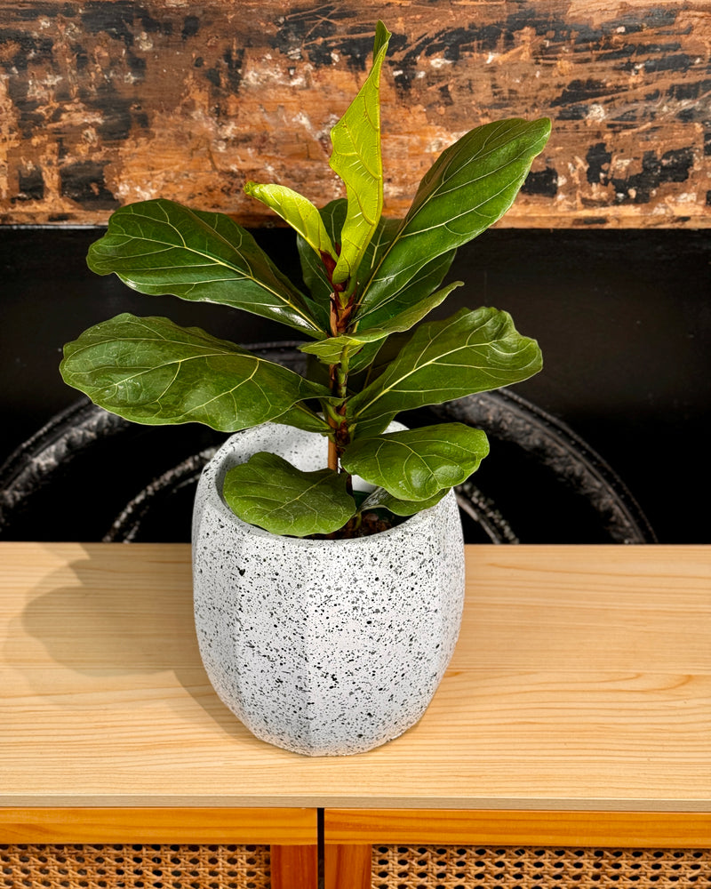 Crete Terrazzo Planter Pot