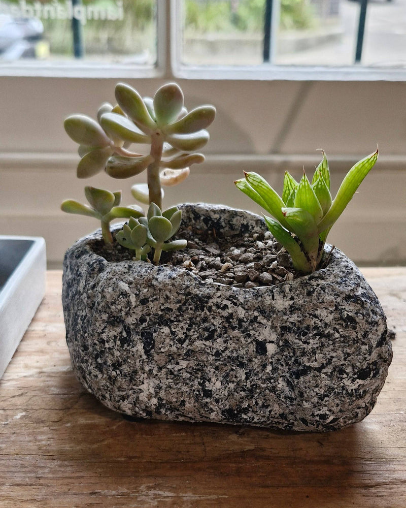 Mini Rock Planter - Plant Daddy