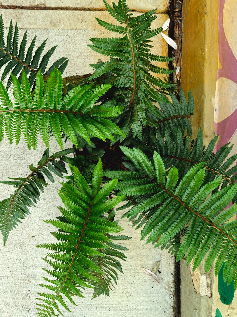 Polystichum Retroso-Paleaceum (Japanese Shield Fern) - Plant Daddy