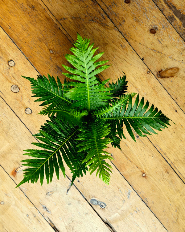 Blechnum gibbum ‘Silver Lady’ (Dwarf Tree Fern)