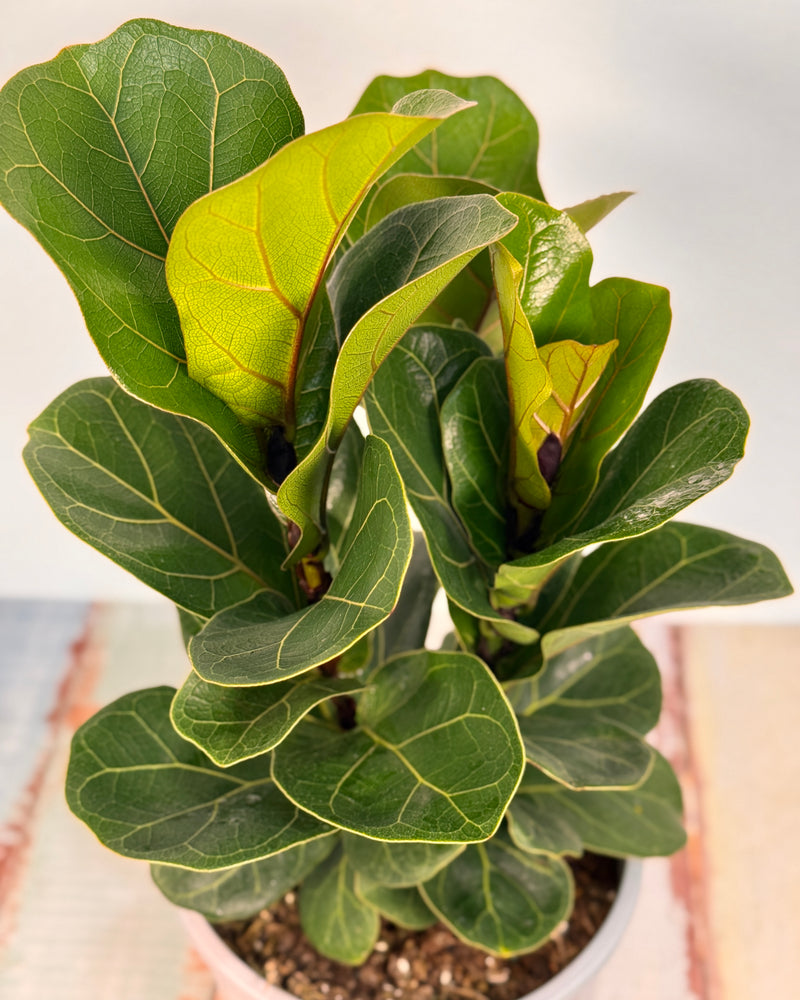 Ficus Lyrata ‘Bambino’ - Plant Daddy