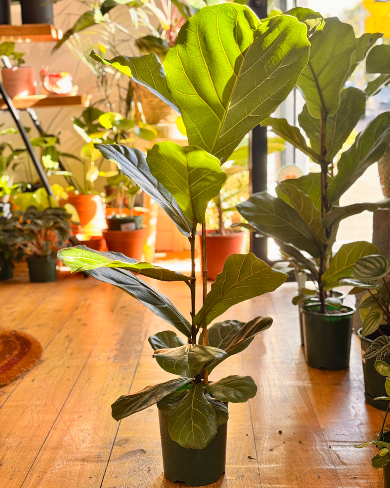 Ficus lyrata (Fiddle Leaf Fig)