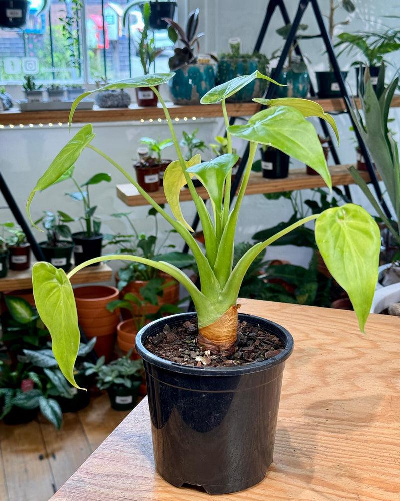 Alocasia cucullata