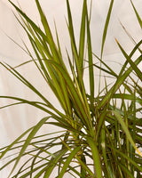 Dracaena marginata (Semi-sculpted) - Plant Daddy