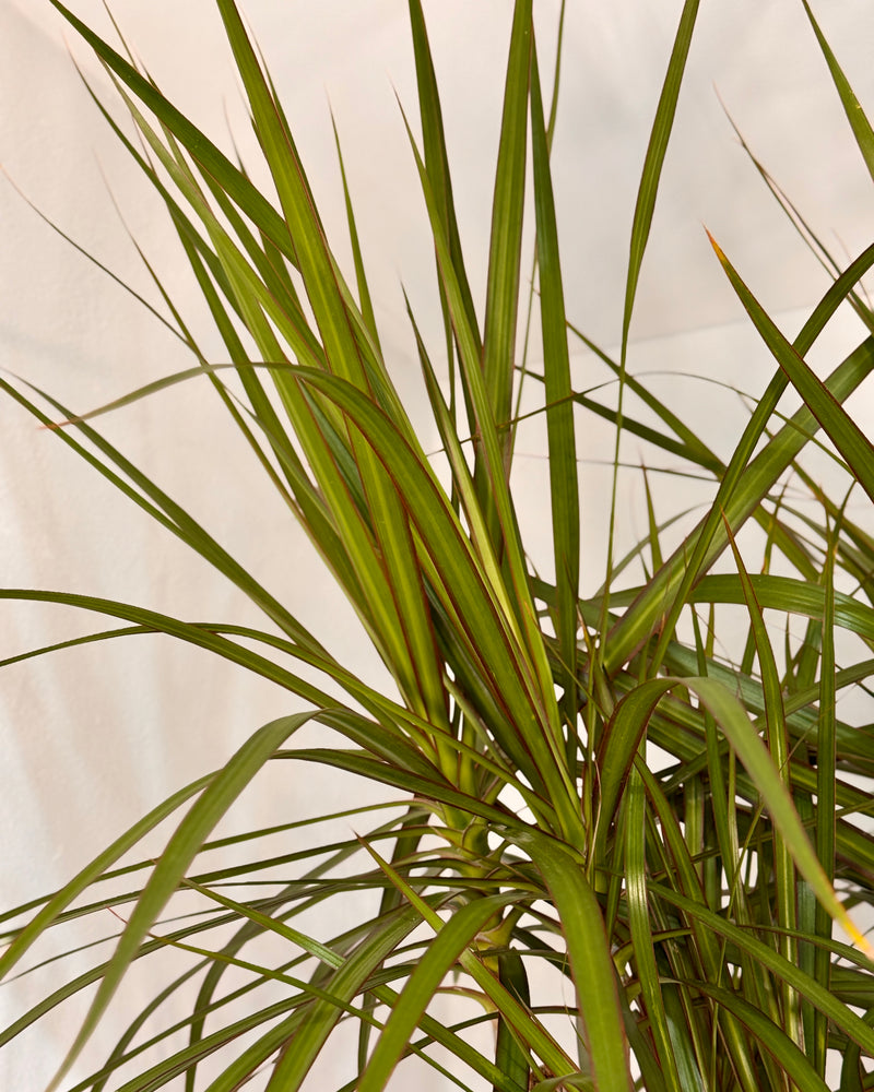 Dracaena marginata (Semi-sculpted) - Plant Daddy
