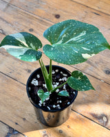 Monstera ‘Thai Constellation’