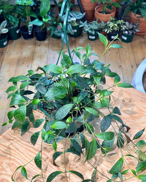 Aeschynanthus ‘Black Pagoda’ (lipstick plant) - Plant Daddy