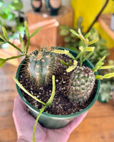 Mini Garden - Homemade - Plant Daddy