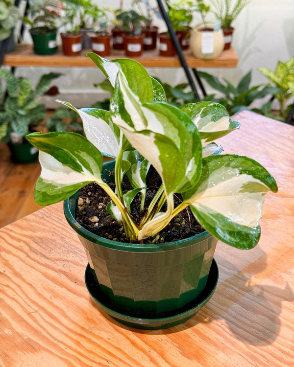 Epipremnum ‘Manjula’ - Plant Daddy