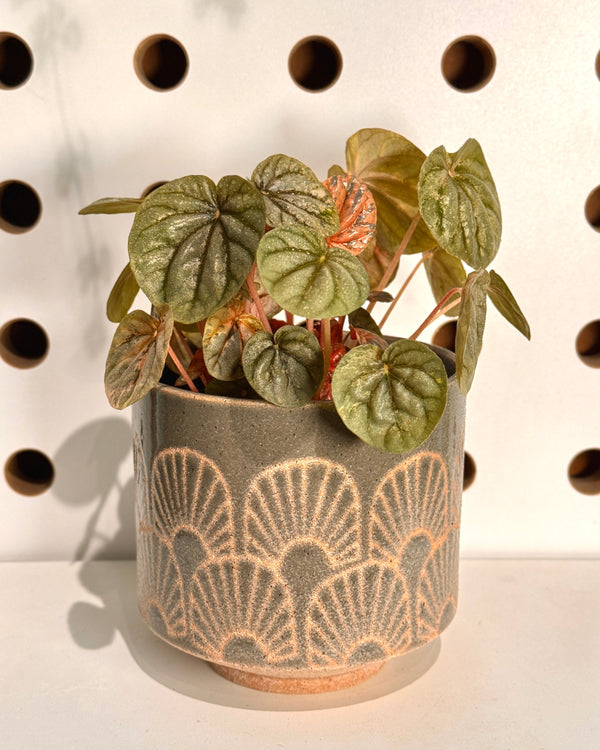 Fossil Ceramic Planter Potted With Peperomia Pink Lady