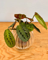 Potted Cup O Flora (Medium Ribbed) - Plant Daddy