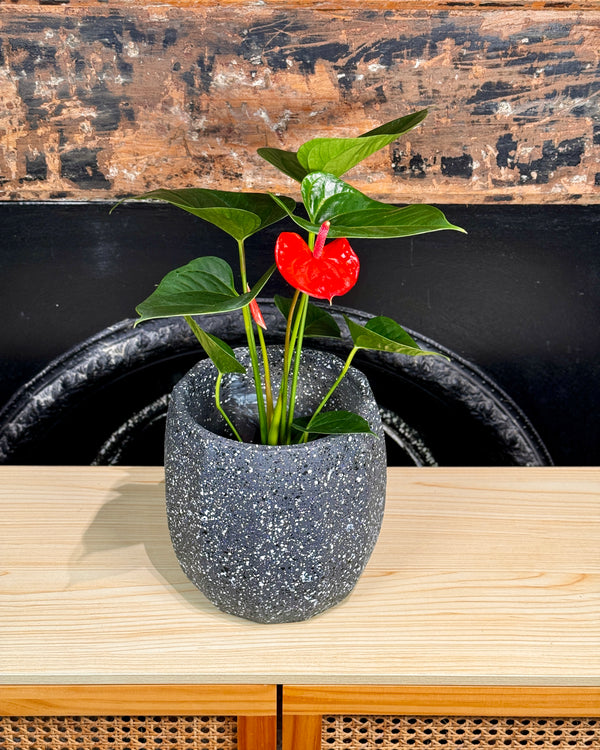 Crete Terrazzo Planter Pot