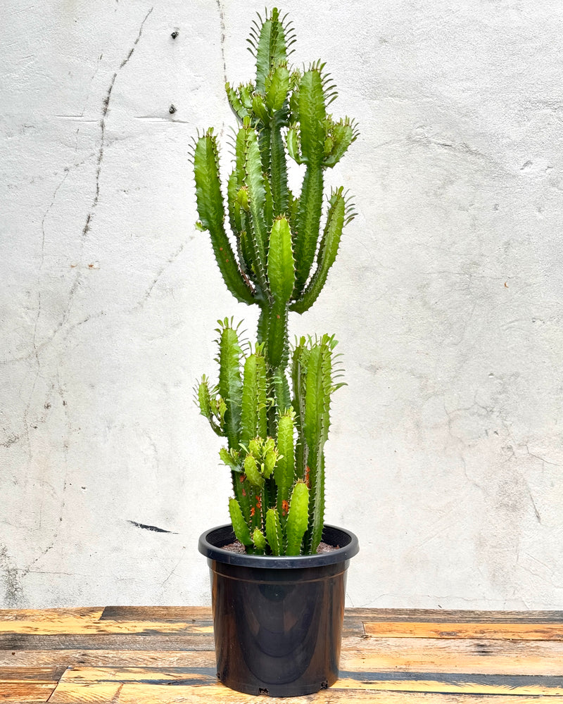 Euphorbia Acrurensis 'Cowboy Cactus'