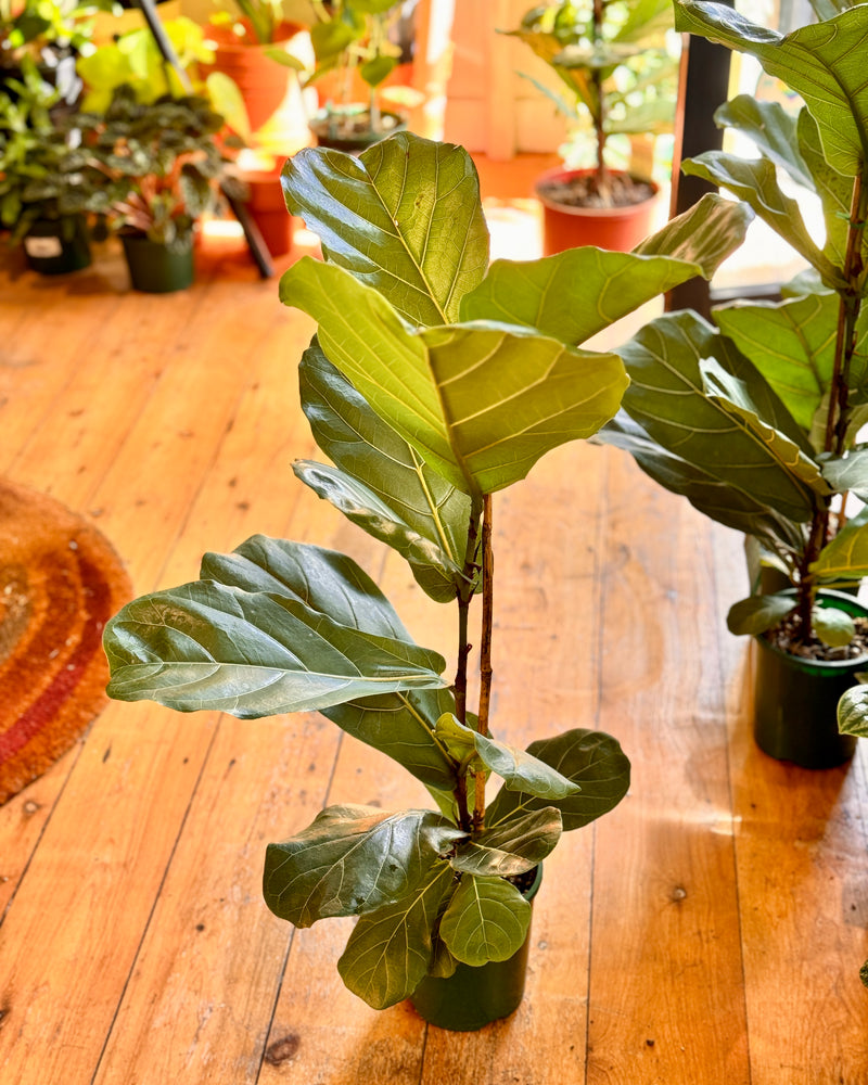 Ficus lyrata (Fiddle Leaf Fig)