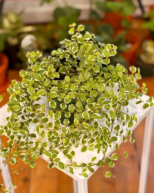 Ficus pumila ‘Ice Caps’ (Variegated creeping fig) - Plant Daddy