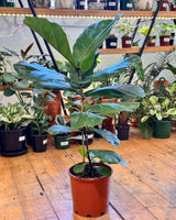 Ficus lyrata (Fiddle Leaf Fig) - Plant Daddy