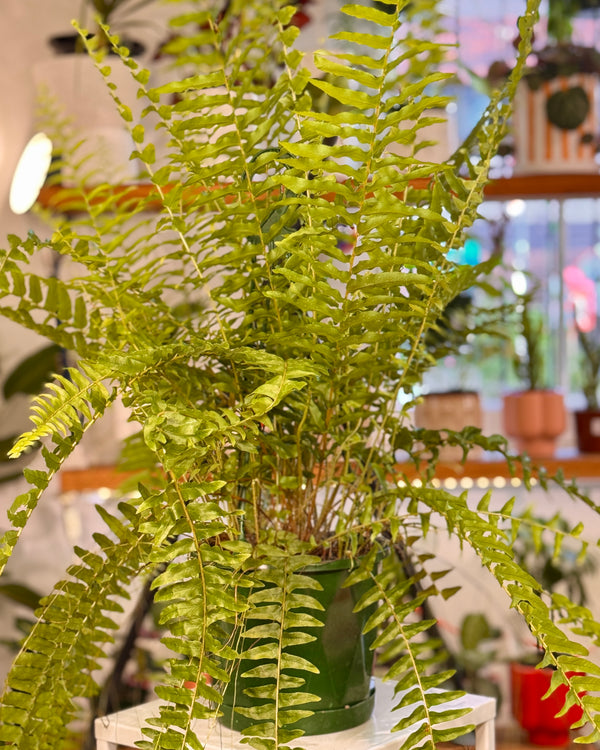 Nephrolepis exaltata (Boston Fern)