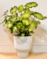 Sundial Drift Ceramic Pot