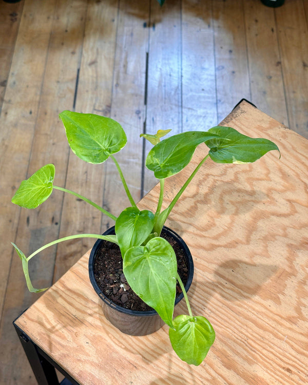 Alocasia cucullata