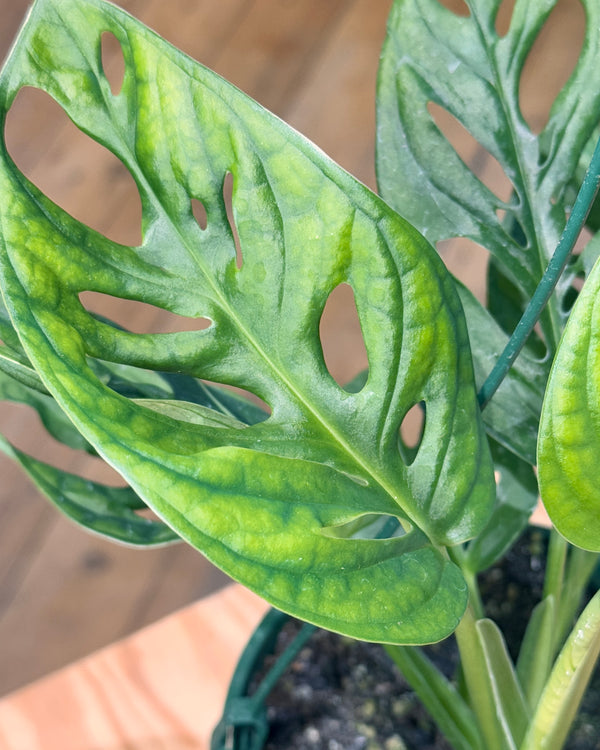 Monstera adansonii 'wide form' - Plant Daddy