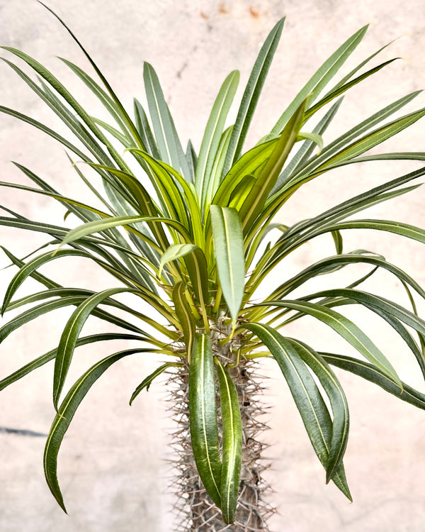 Pachypodium lamerei (Madagascar palm)