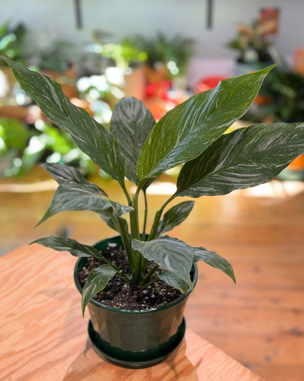 Spathiphyllum ‘Jet Diamond’ - Plant Daddy